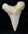 Palaeocarcharodon Fossil Shark Tooth - #19783-1